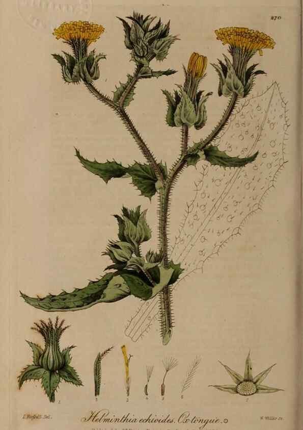 Reproducción/Reproduction 28407822633: British phaenogamous botany,. Oxford,Published by the author, sold by J.H. Parker [etc.]1834-43.