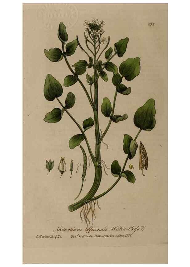 Reproducción/Reproduction 28404853324: British phaenogamous botany,. Oxford,Published by the author, sold by J.H. Parker [etc.]1834-43.