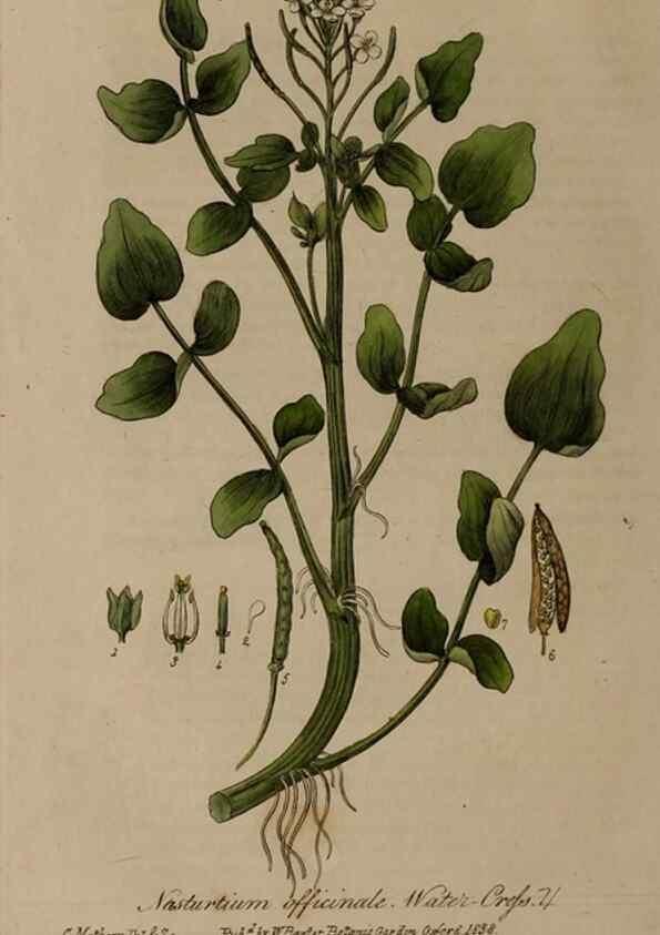 Reproducción/Reproduction 28404853324: British phaenogamous botany,. Oxford,Published by the author, sold by J.H. Parker [etc.]1834-43.