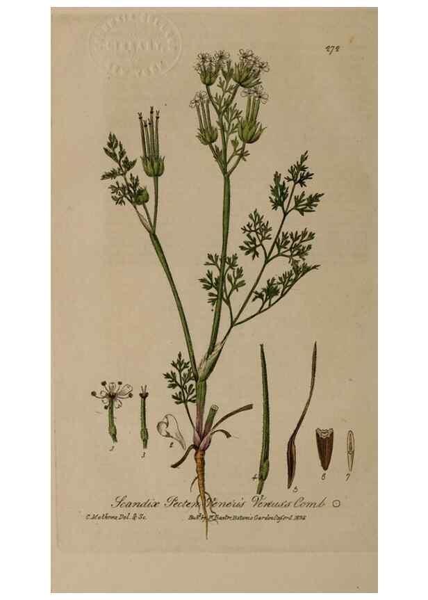 Reproducción/Reproduction 28407831303: British phaenogamous botany,. Oxford,Published by the author, sold by J.H. Parker [etc.]1834-43.