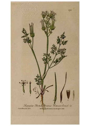 Reproducción/Reproduction 28407831303: British phaenogamous botany,. Oxford,Published by the author, sold by J.H. Parker [etc.]1834-43.
