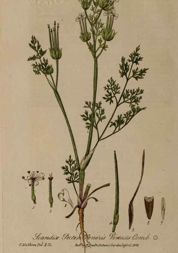 Reproducción/Reproduction 28407831303: British phaenogamous botany,. Oxford,Published by the author, sold by J.H. Parker [etc.]1834-43.