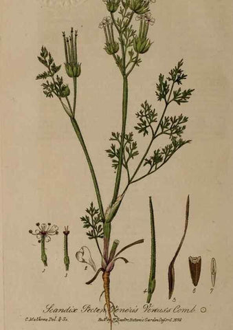 Reproducción/Reproduction 28407831303: British phaenogamous botany,. Oxford,Published by the author, sold by J.H. Parker [etc.]1834-43.