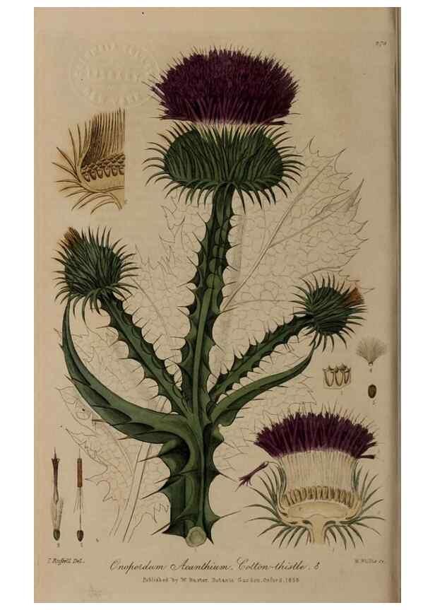 Reproducción/Reproduction 28920124252: British phaenogamous botany,. Oxford,Published by the author, sold by J.H. Parker [etc.]1834-43.