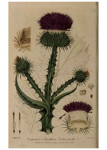 Reproducción/Reproduction 28920124252: British phaenogamous botany,. Oxford,Published by the author, sold by J.H. Parker [etc.]1834-43.
