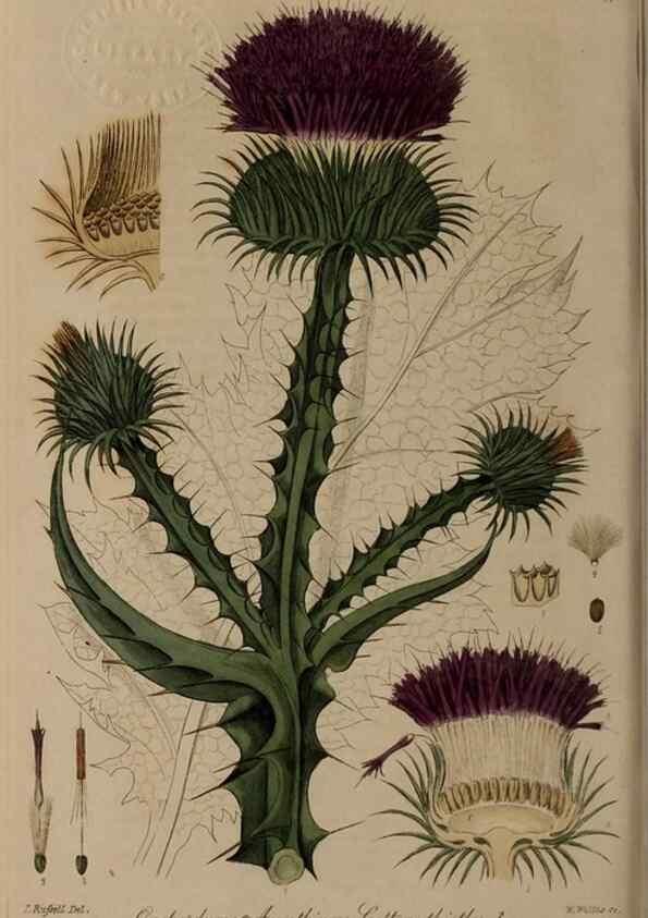 Reproducción/Reproduction 28920124252: British phaenogamous botany,. Oxford,Published by the author, sold by J.H. Parker [etc.]1834-43.