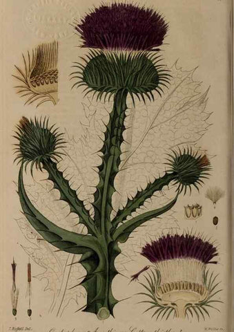 Reproducción/Reproduction 28920124252: British phaenogamous botany,. Oxford,Published by the author, sold by J.H. Parker [etc.]1834-43.