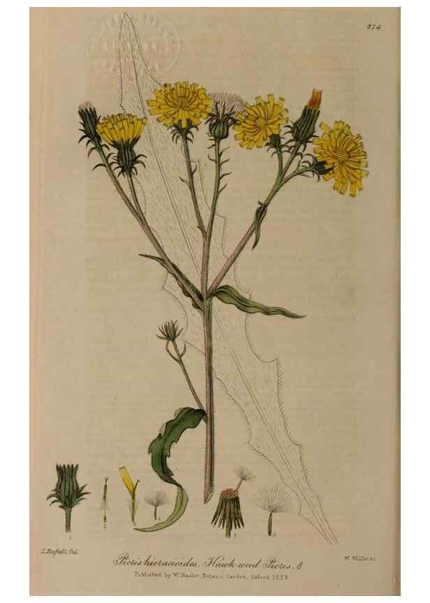 Reproducción/Reproduction 28738994120: British phaenogamous botany,. Oxford,Published by the author, sold by J.H. Parker [etc.]1834-43.