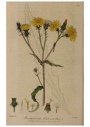 Reproducción/Reproduction 28738994120: British phaenogamous botany,. Oxford,Published by the author, sold by J.H. Parker [etc.]1834-43.