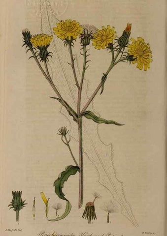 Reproducción/Reproduction 28738994120: British phaenogamous botany,. Oxford,Published by the author, sold by J.H. Parker [etc.]1834-43.