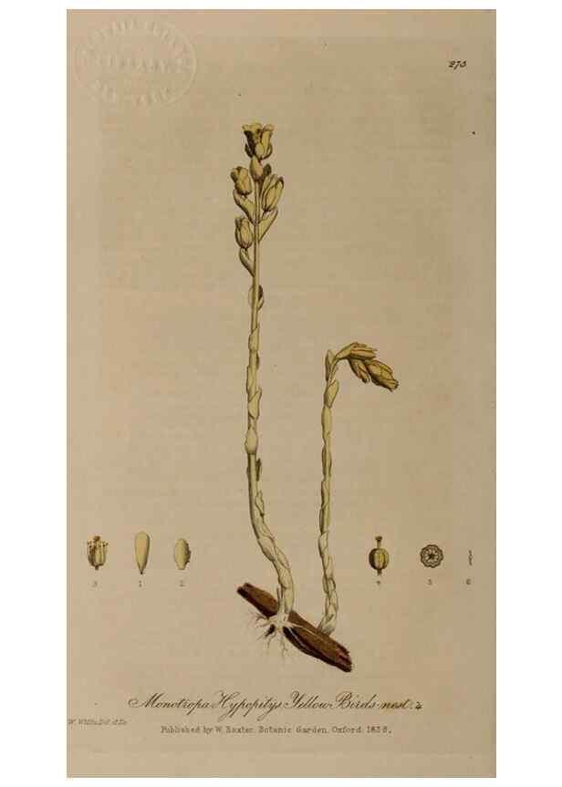 Reproducción/Reproduction 29025184205: British phaenogamous botany,. Oxford,Published by the author, sold by J.H. Parker [etc.]1834-43.