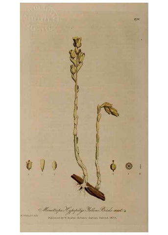 Reproducción/Reproduction 29025184205: British phaenogamous botany,. Oxford,Published by the author, sold by J.H. Parker [etc.]1834-43.