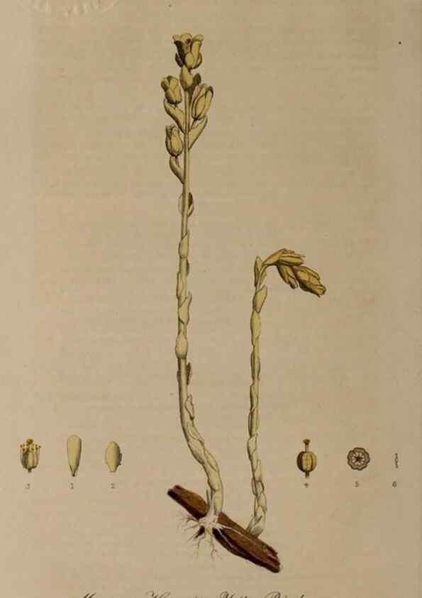 Reproducción/Reproduction 29025184205: British phaenogamous botany,. Oxford,Published by the author, sold by J.H. Parker [etc.]1834-43.