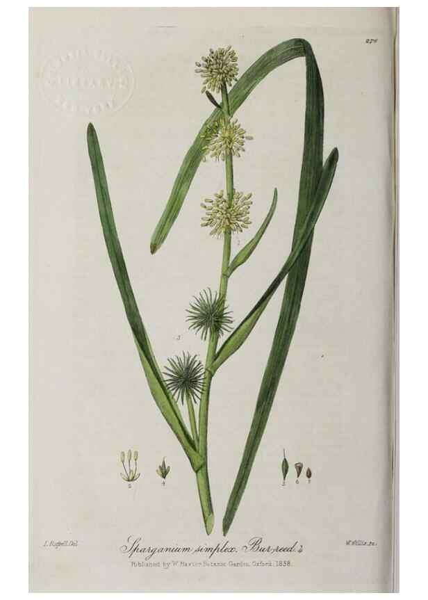 Reproducción/Reproduction 28920135342: British phaenogamous botany,. Oxford,Published by the author, sold by J.H. Parker [etc.]1834-43.