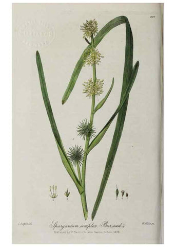Reproducción/Reproduction 28920135342: British phaenogamous botany,. Oxford,Published by the author, sold by J.H. Parker [etc.]1834-43.
