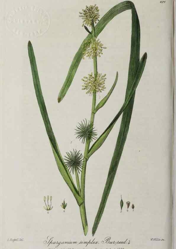 Reproducción/Reproduction 28920135342: British phaenogamous botany,. Oxford,Published by the author, sold by J.H. Parker [etc.]1834-43.