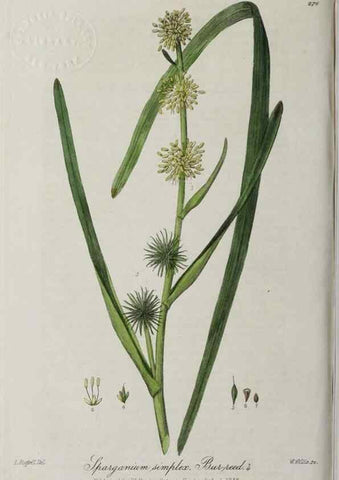 Reproducción/Reproduction 28920135342: British phaenogamous botany,. Oxford,Published by the author, sold by J.H. Parker [etc.]1834-43.