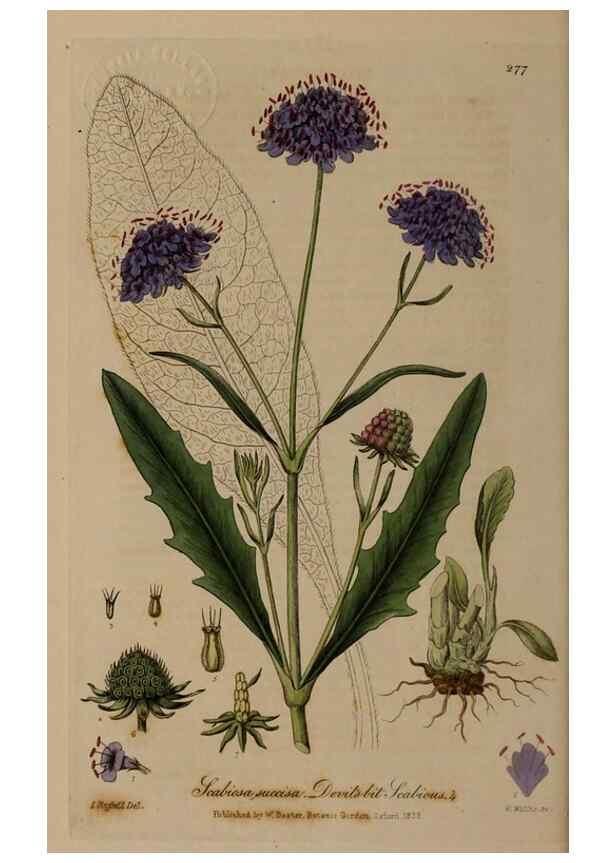 Reproducción/Reproduction 28739000430: British phaenogamous botany,. Oxford,Published by the author, sold by J.H. Parker [etc.]1834-43.