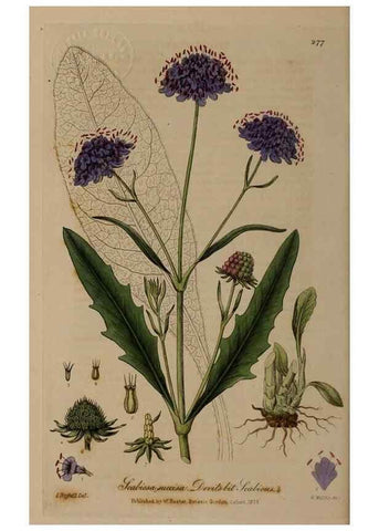 Reproducción/Reproduction 28739000430: British phaenogamous botany,. Oxford,Published by the author, sold by J.H. Parker [etc.]1834-43.