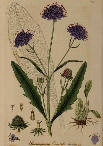Reproducción/Reproduction 28739000430: British phaenogamous botany,. Oxford,Published by the author, sold by J.H. Parker [etc.]1834-43.