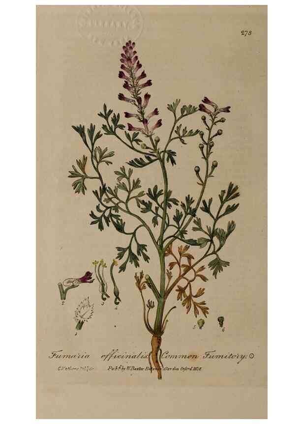 Reproducción/Reproduction 29025197115: British phaenogamous botany,. Oxford,Published by the author, sold by J.H. Parker [etc.]1834-43.