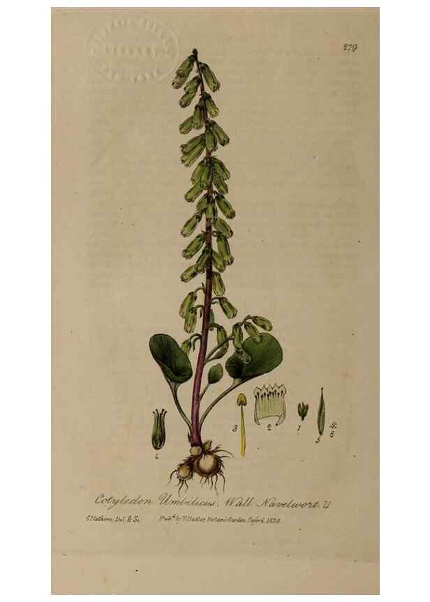 Reproducción/Reproduction 28992543166: British phaenogamous botany,. Oxford,Published by the author, sold by J.H. Parker [etc.]1834-43.
