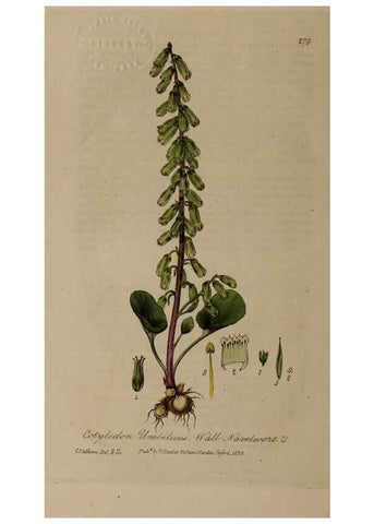 Reproducción/Reproduction 28992543166: British phaenogamous botany,. Oxford,Published by the author, sold by J.H. Parker [etc.]1834-43.