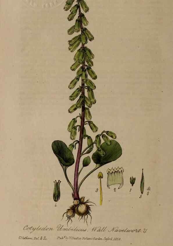 Reproducción/Reproduction 28992543166: British phaenogamous botany,. Oxford,Published by the author, sold by J.H. Parker [etc.]1834-43.