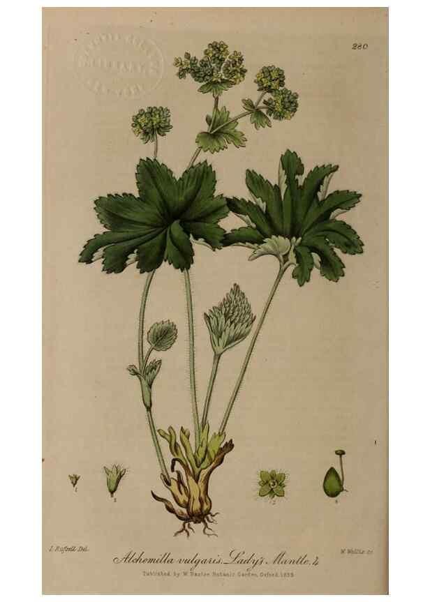 Reproducción/Reproduction 28739006600: British phaenogamous botany,. Oxford,Published by the author, sold by J.H. Parker [etc.]1834-43.