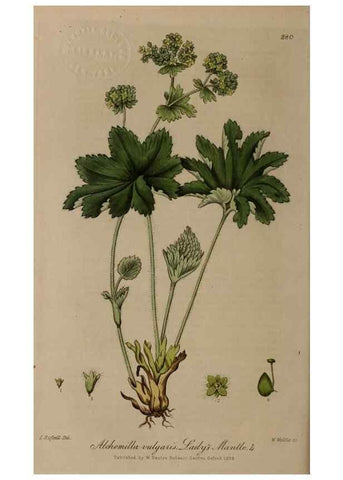 Reproducción/Reproduction 28739006600: British phaenogamous botany,. Oxford,Published by the author, sold by J.H. Parker [etc.]1834-43.