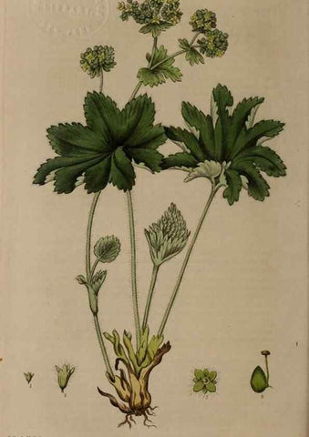 Reproducción/Reproduction 28739006600: British phaenogamous botany,. Oxford,Published by the author, sold by J.H. Parker [etc.]1834-43.