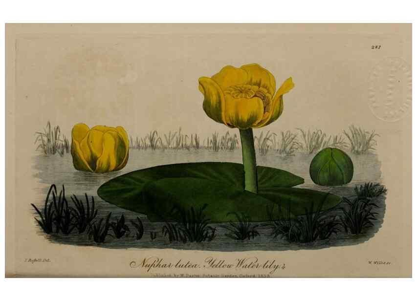 Reproducción/Reproduction 28949283761: British phaenogamous botany,. Oxford,Published by the author, sold by J.H. Parker [etc.]1834-43.