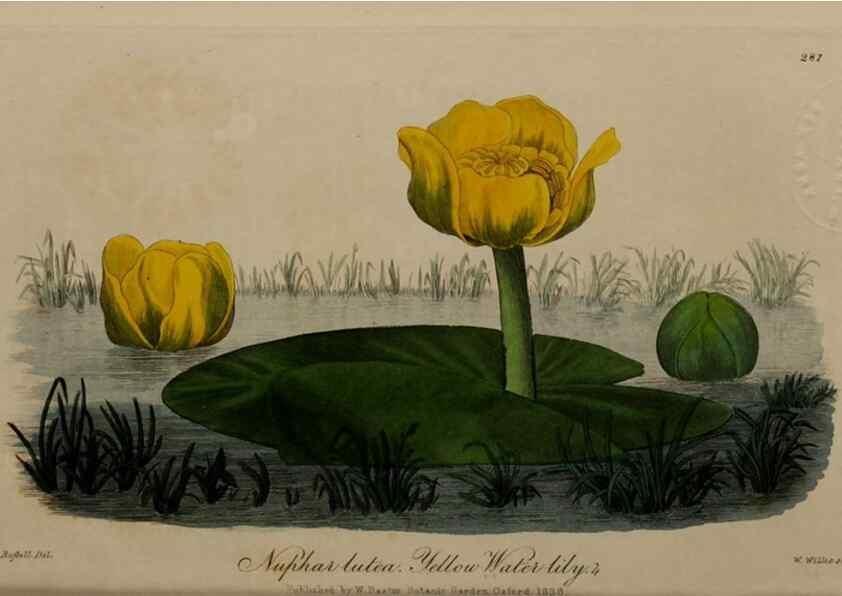 Reproducción/Reproduction 28949283761: British phaenogamous botany,. Oxford,Published by the author, sold by J.H. Parker [etc.]1834-43.