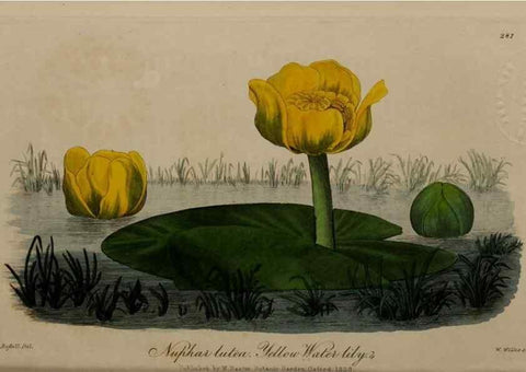 Reproducción/Reproduction 28949283761: British phaenogamous botany,. Oxford,Published by the author, sold by J.H. Parker [etc.]1834-43.