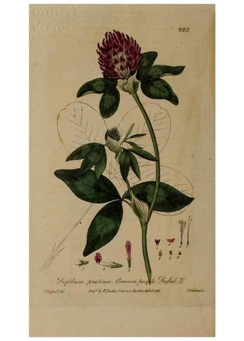 Reproducción/Reproduction 29025216615: British phaenogamous botany,. Oxford,Published by the author, sold by J.H. Parker [etc.]1834-43.