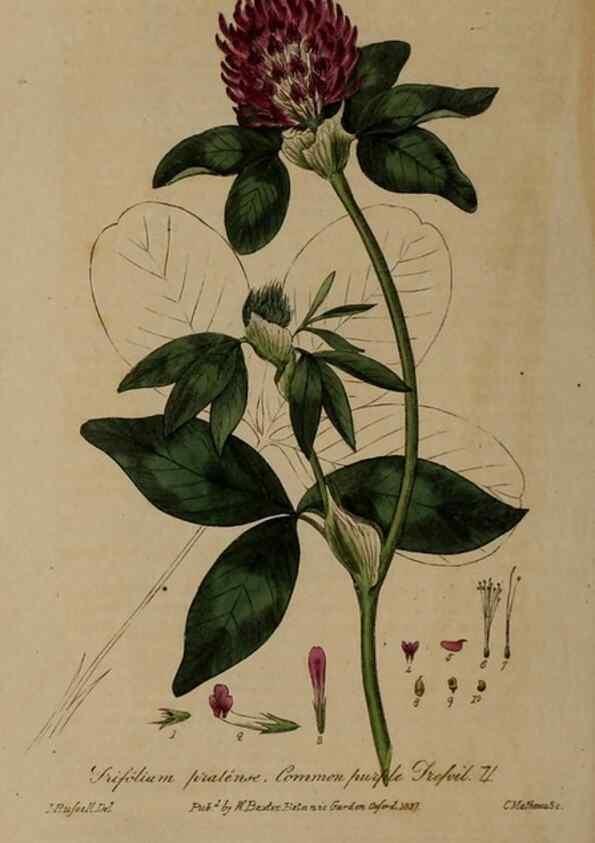 Reproducción/Reproduction 29025216615: British phaenogamous botany,. Oxford,Published by the author, sold by J.H. Parker [etc.]1834-43.