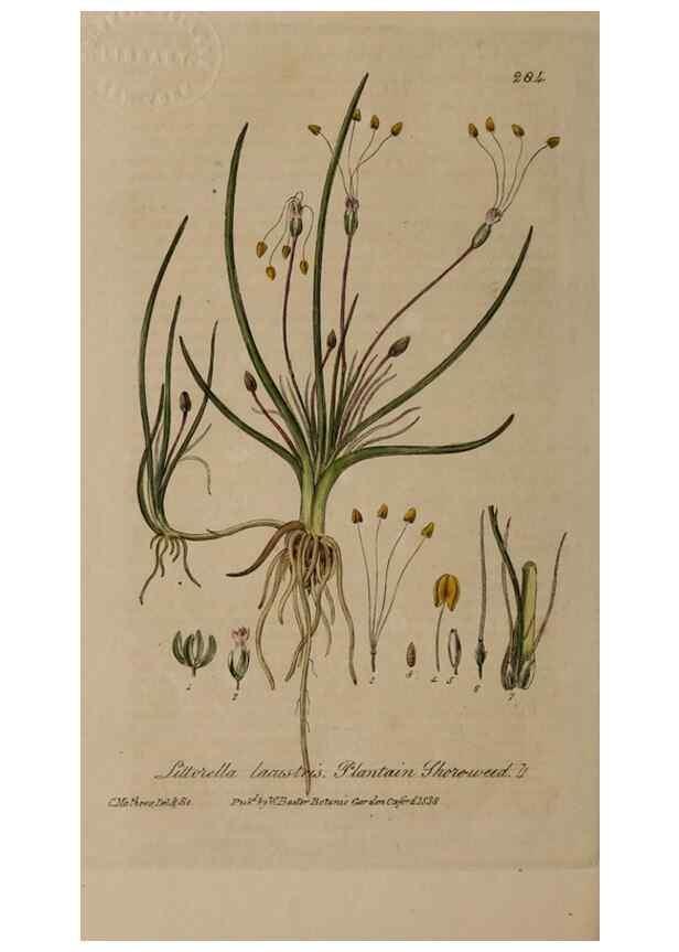 Reproducción/Reproduction 28920159412: British phaenogamous botany,. Oxford,Published by the author, sold by J.H. Parker [etc.]1834-43.