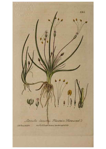 Reproducción/Reproduction 28920159412: British phaenogamous botany,. Oxford,Published by the author, sold by J.H. Parker [etc.]1834-43.