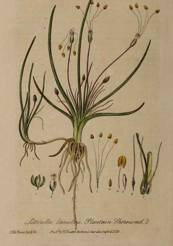 Reproducción/Reproduction 28920159412: British phaenogamous botany,. Oxford,Published by the author, sold by J.H. Parker [etc.]1834-43.