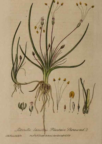 Reproducción/Reproduction 28920159412: British phaenogamous botany,. Oxford,Published by the author, sold by J.H. Parker [etc.]1834-43.
