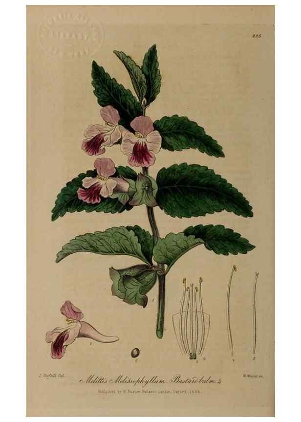 Reproducción/Reproduction 29025224045: British phaenogamous botany,. Oxford,Published by the author, sold by J.H. Parker [etc.]1834-43.