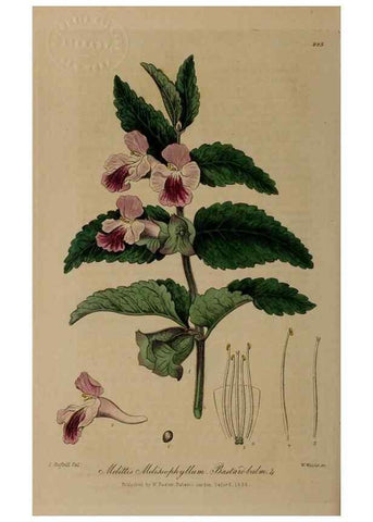 Reproducción/Reproduction 29025224045: British phaenogamous botany,. Oxford,Published by the author, sold by J.H. Parker [etc.]1834-43.
