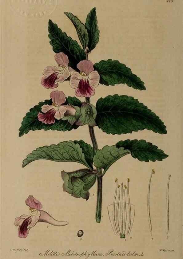 Reproducción/Reproduction 29025224045: British phaenogamous botany,. Oxford,Published by the author, sold by J.H. Parker [etc.]1834-43.