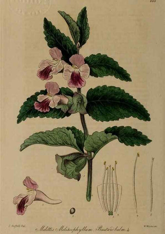 Reproducción/Reproduction 29025224045: British phaenogamous botany,. Oxford,Published by the author, sold by J.H. Parker [etc.]1834-43.