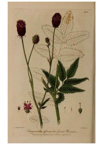 Reproducción/Reproduction 28407818053: British phaenogamous botany,. Oxford,Published by the author, sold by J.H. Parker [etc.]1834-43.