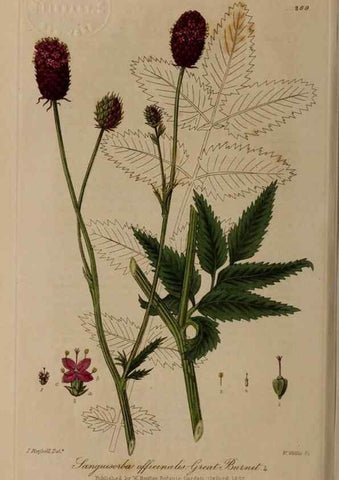 Reproducción/Reproduction 28407818053: British phaenogamous botany,. Oxford,Published by the author, sold by J.H. Parker [etc.]1834-43.