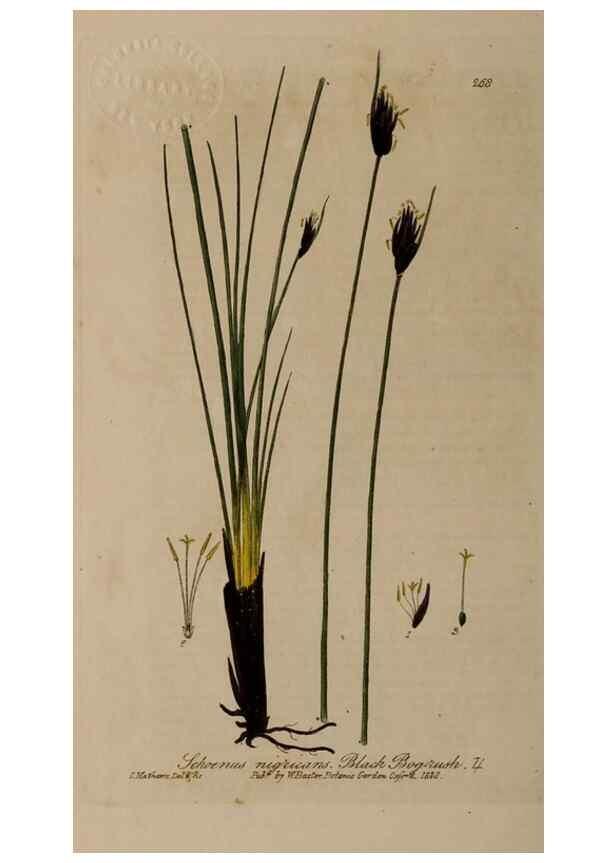 Reproducción/Reproduction 29025148575: British phaenogamous botany,. Oxford,Published by the author, sold by J.H. Parker [etc.]1834-43.