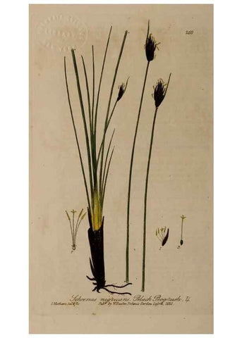Reproducción/Reproduction 29025148575: British phaenogamous botany,. Oxford,Published by the author, sold by J.H. Parker [etc.]1834-43.