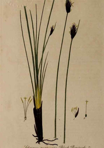Reproducción/Reproduction 29025148575: British phaenogamous botany,. Oxford,Published by the author, sold by J.H. Parker [etc.]1834-43.