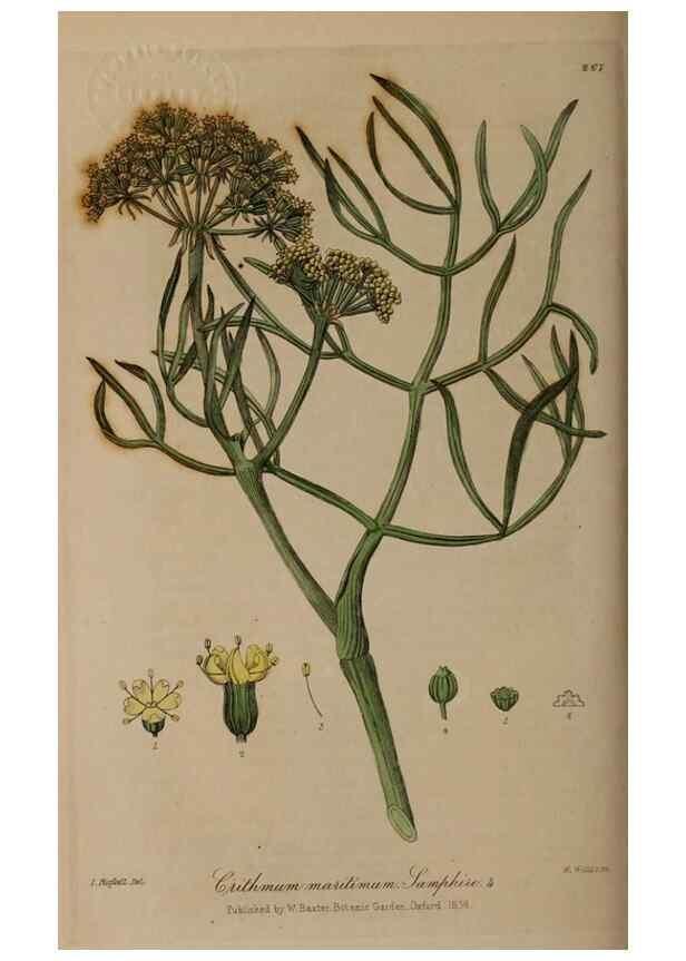 Reproducción/Reproduction 28992508086: British phaenogamous botany,. Oxford,Published by the author, sold by J.H. Parker [etc.]1834-43.